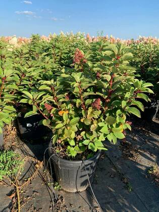 Гортензия метельчатая Инфинити (Hydrangea paniculata 'Infinity')