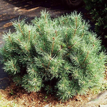 Сосна обыкновенная Аргентео Компакта (Pinus sylvestris 'Argentea Compacta')