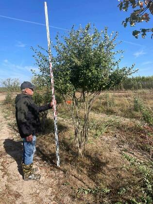 Боярышник однопестичный (Crataegus monogyna) ф. ЗОНТ
