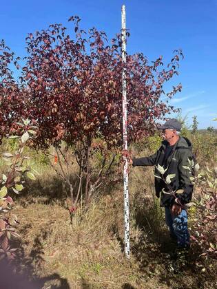 Яблоня Хелена (Malus 'Helena') ф. ЗОНТ