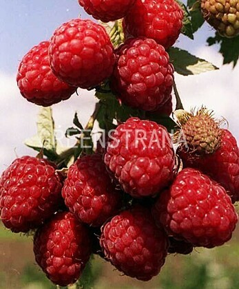 Малина Метеор (Rubus idaeus 'Meteor')
