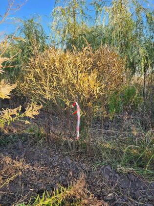 Ива ломкая Булата (Salix fragilis 'Bullata') ф. ЗОНТ