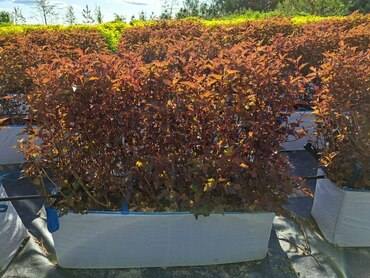 Пузыреплодник калинолистный Амбер Джубили (Physocarpus opulifolius 'Amber Jubilee')