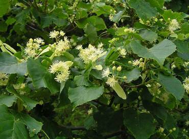 Липа амурская (Tilia amurensis)