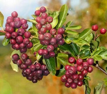Рябина Ликерная (Sorbus 'Likjornaja')