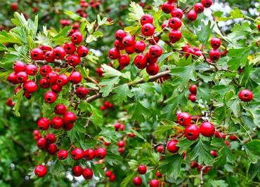 Боярышник гибридный (Crataegus x media)