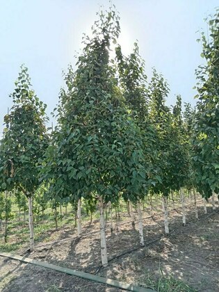 Береза бумажная (Betula papyrifera) (конус на штамбе)