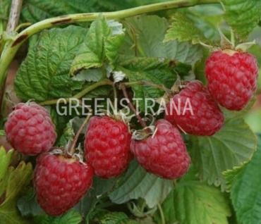 Малина Пересвет (Rubus idaeus 'Peresvet')
