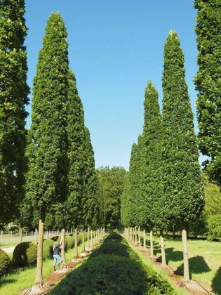 Береза Селект (Betula pendula 'Select') (пирамида)