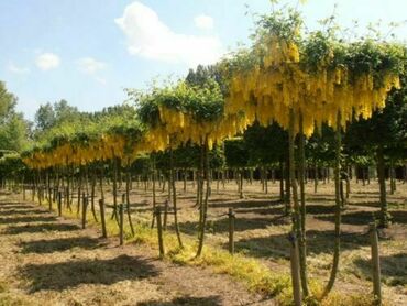 Бобовник Ватерера Восси (Laburnum x watereri 'Vossii')