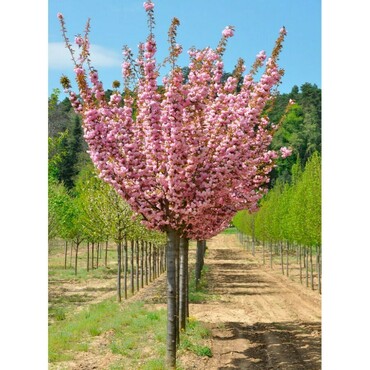 Вишня мелкопильчатая Канзан (Prunus serrulata 'Kanzan') (ЗОНТ)