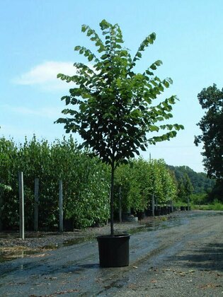 Вяз американский Принстон (Ulmus americana 'Princeton')