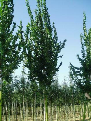 Вяз гибридный Колумелла (Ulmus 'Columella')
