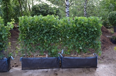 Боярышник Арнольда (Crataegus arnoldiana)