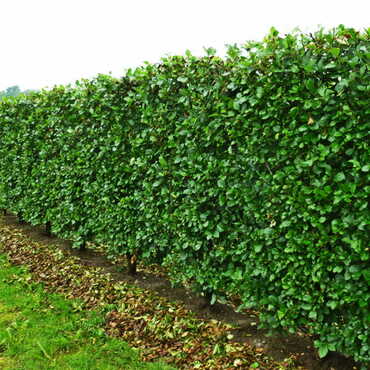 Боярышник сибирский (Crataegus sanguinea)