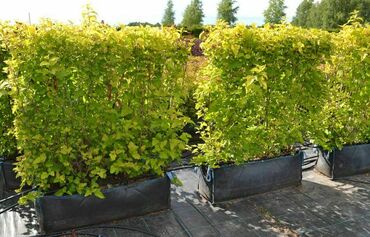 Пузыреплодник калинолистный (Physocarpus opulifolius)