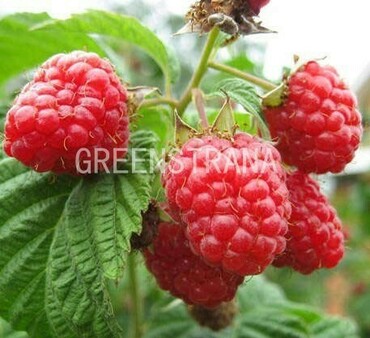Малина Скромница (Rubus idaeus 'Skromnitsa')