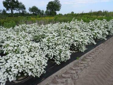 Спирея ниппонская Сноумаунд (Spiraea nipponica 'Snowmound')