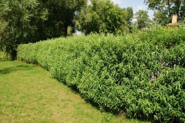 Ива Шверина (Salix schwerinii)