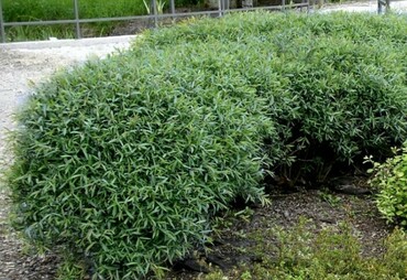 Ива гибридная Фейерверк (Salix 'Fejerverk')