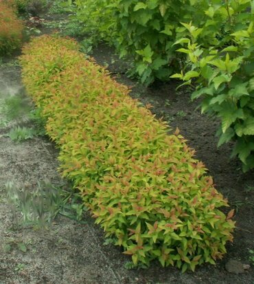 Спирея японская Литтл Принцесс (Spiraea japonica 'Little Princess')