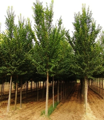 Вяз гибридный Нью Хорайзон (Ulmus 'New Horizon')