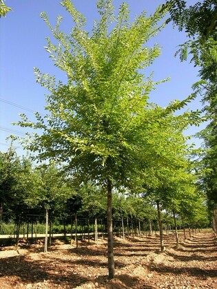 Вяз гибридный Ребона (Ulmus 'Rebona')