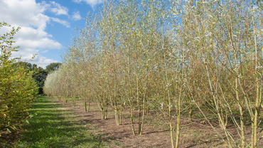 Ива белая Лимпде (Salix alba 'Liempde')
