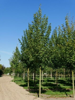 Клен полевой Элсрийк (Acer campestre 'Elsrijk')