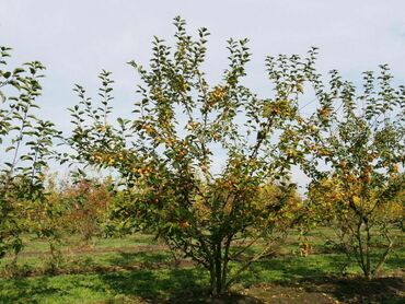 Яблоня декоративная Баттербол (Malus 'Butterball')