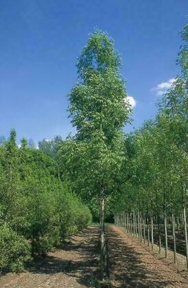 Ясень американский Скайлайн (Fraxinus americana 'Skyline')