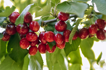 Вишня птичья (Prunus avium)