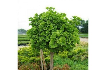 Гинкго двулопастный (Ginkgo biloba)