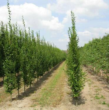 Граб обыкновенный (Carpinus betulus)