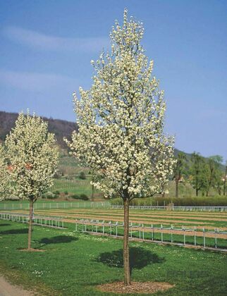 Груша обыкновенная (Pyrus communis)