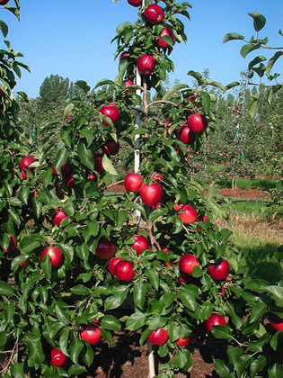 Яблоня Моди (Malus domestica 'Modi')