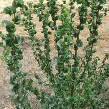 Ива вавилонская (Salix babylonica)