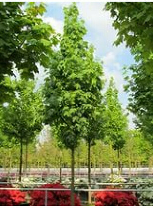 Клен остролистный Аполло (Acer platanoides 'Apollo')