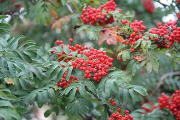 Рябина обыкновенная Веттра (Sorbus aucuparia 'Wettra')