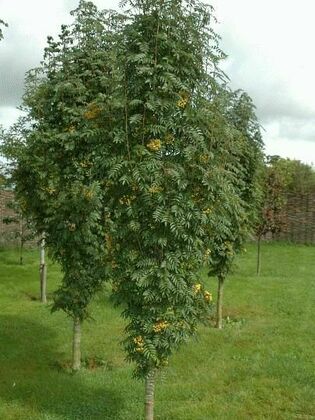 Рябина обыкновенная Фингерпринт (Sorbus aucuparia 'Fingerprint')