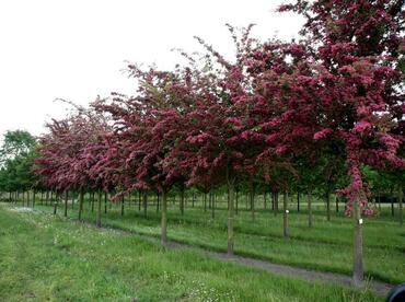 Боярышник обыкновенный Пауль Скарлет (Crataegus laevigata 'Paul's Scarlet')