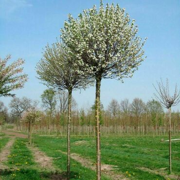 Вишня кустарниковая Глобоза (Prunus fruticosa 'Globosa')