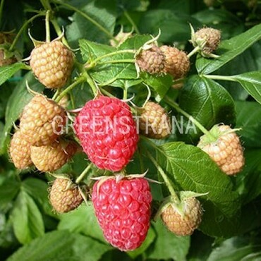 Малина ремонтантная Отумн Блисс (Rubus idaeus 'Autumn Bliss')