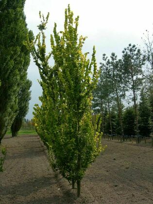 Вяз голландский Вредей (Ulmus x hollandica 'Wredei')