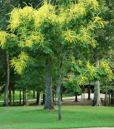 Кёльрейтерия метельчатая (Koelreuteria paniculata)