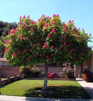Каштан мясо-красный Бриоти (Aesculus x carnea 'Briotii')