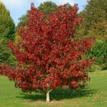 Ликвидамбар стираксовый (Liquidambar styraciflua)