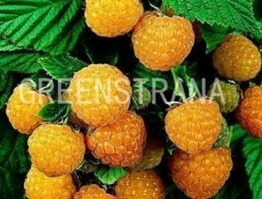 Малина ремонтантная Фолголд (Rubus idaeus 'Fallgold')