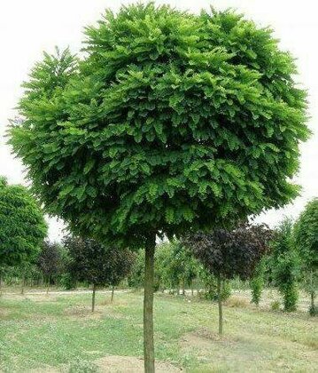 Робиния лжеакация Умбракулифера (Robinia pseudoacacia 'Umbraculifera')