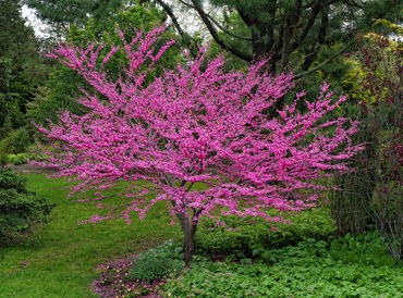 Багрянник канадский (Cercis canadensis)